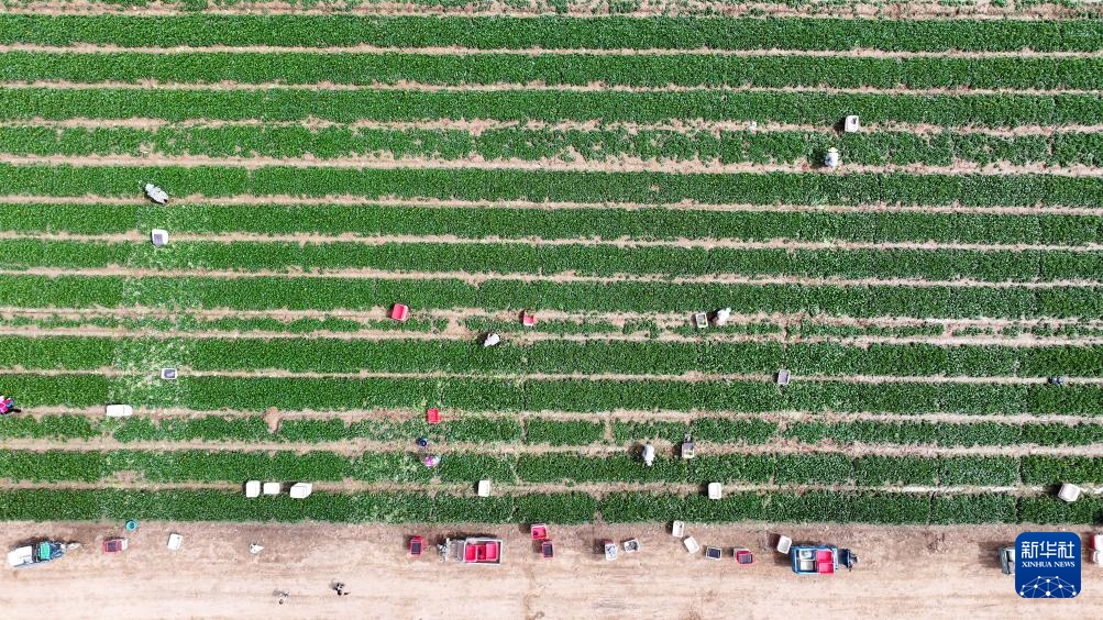 宁夏青铜峡：冷凉蔬菜迎丰收