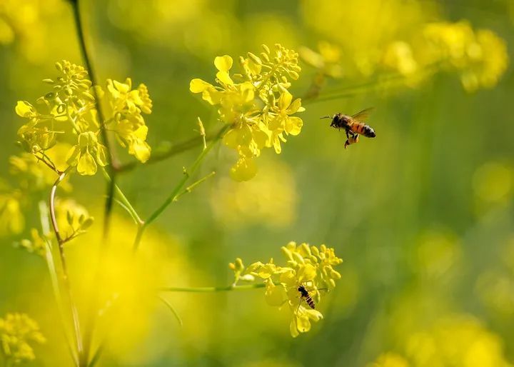 美国2.5亿只蜜蜂出逃！