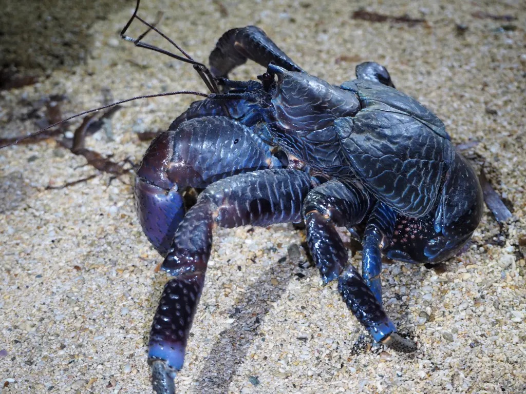 印度一洞穴现150年来首只濒危椰子蟹,或因被椰子和垃圾吸引 印度一洞穴现150年来首只濒危椰子蟹,或因被椰子和垃圾吸引