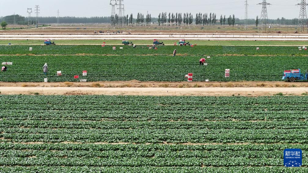 宁夏青铜峡：冷凉蔬菜迎丰收