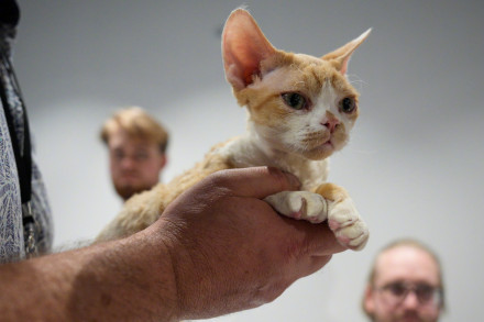 猫或能识别主人气味 猫或能识别主人气味