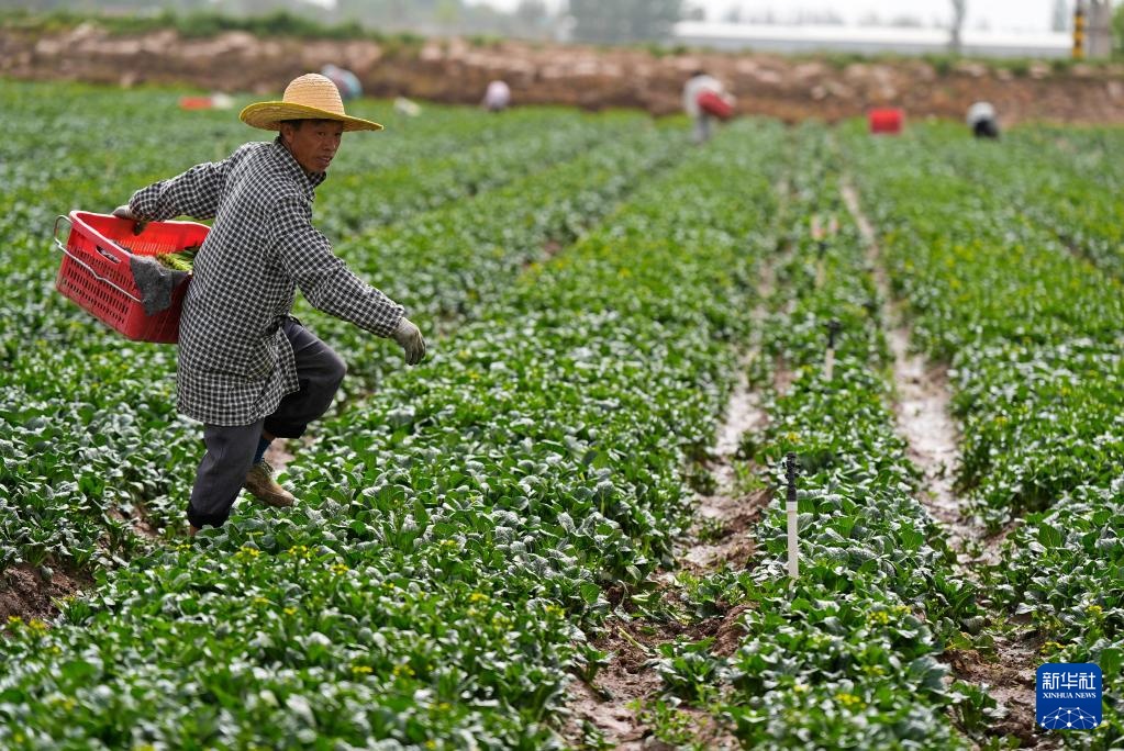 宁夏青铜峡：冷凉蔬菜迎丰收