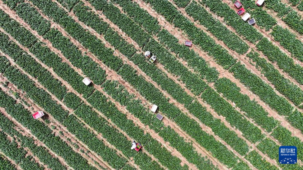 宁夏青铜峡：冷凉蔬菜迎丰收