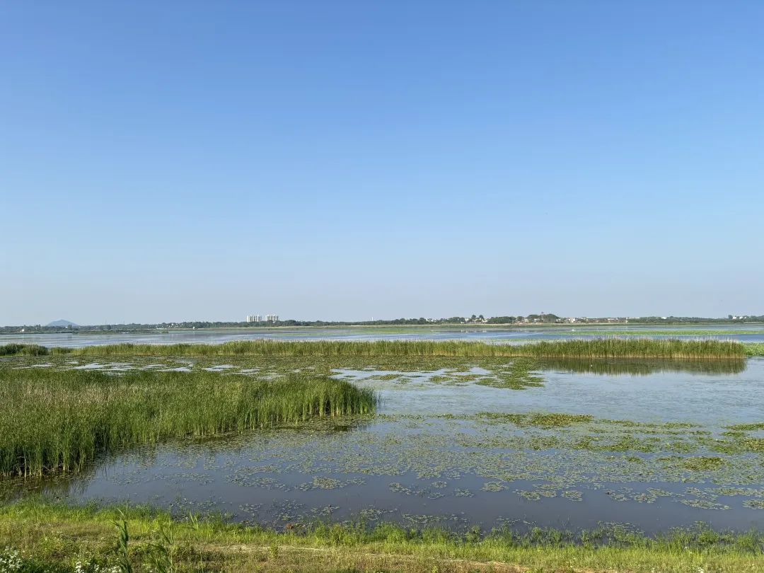 “贵客”飞抵合肥!有的选择落户 “贵客”飞抵合肥!有的选择落户