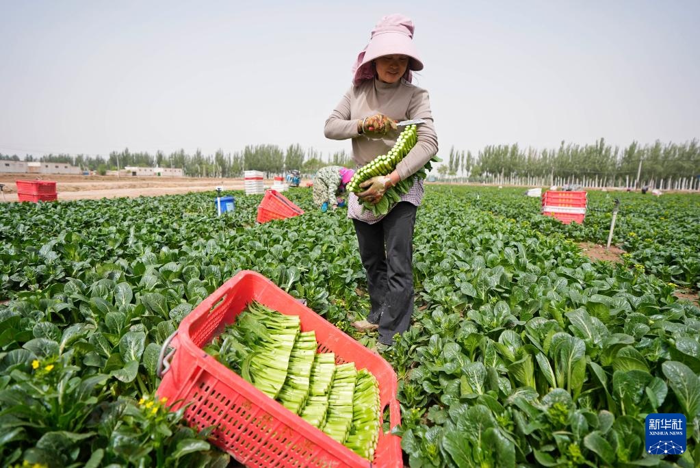 宁夏青铜峡：冷凉蔬菜迎丰收