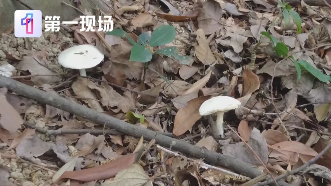 一碗下肚,女子被送进ICU!这事每年都有发生… 一碗下肚,女子被送进ICU!这事每年都有发生…