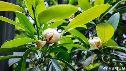 极度濒危!植物大熊猫在峨眉山首次开花 极度濒危!植物大熊猫在峨眉山首次开花