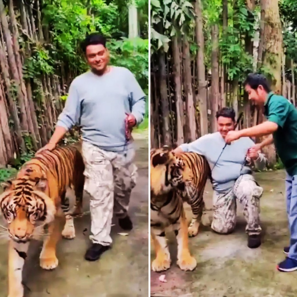 印度游客摸老虎自拍遭袭击，攻击原因：摸到老虎屁股附近