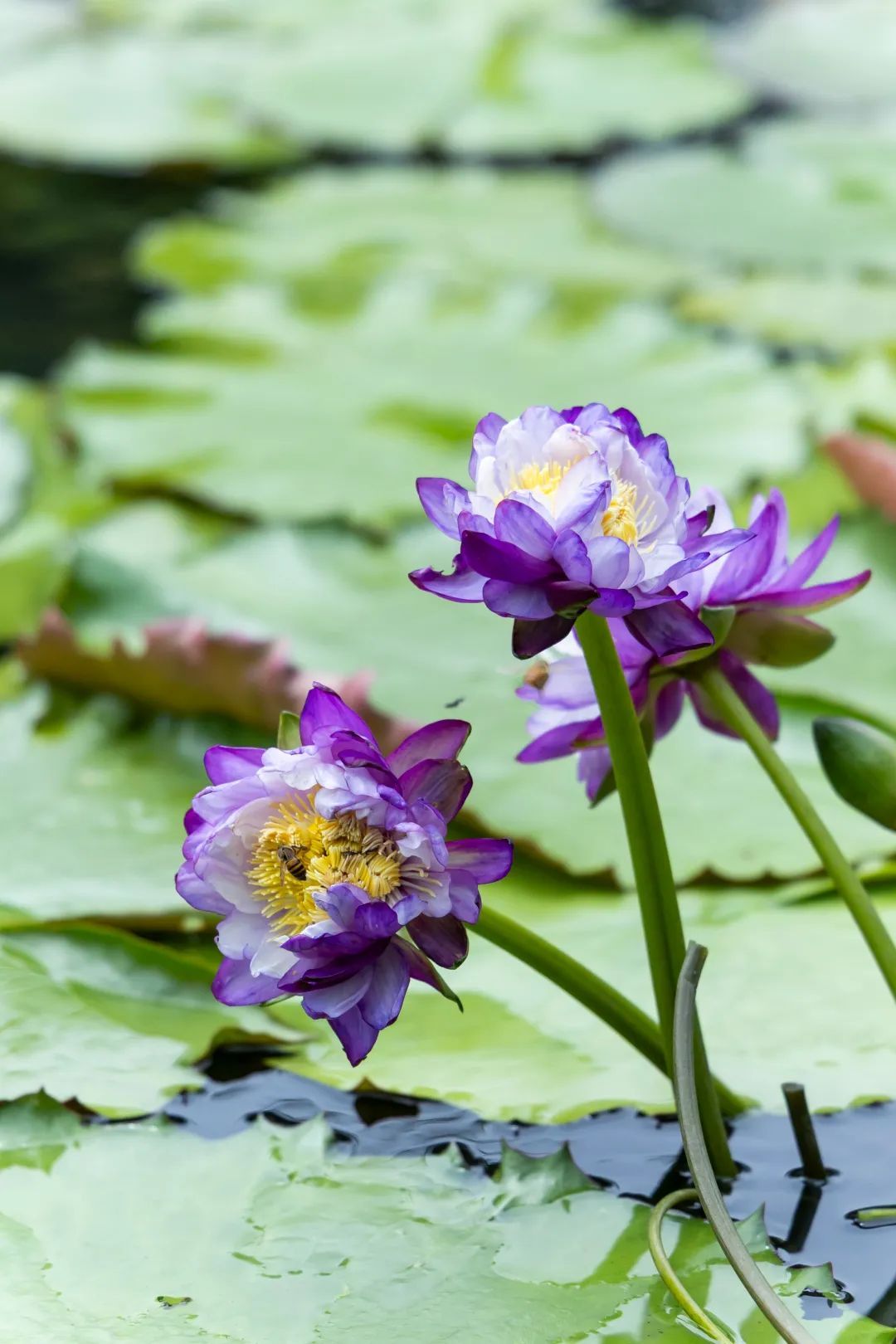 好运“莲莲”!端午节广州一景区发现7个莲花奇观 好运“莲莲”!端午节广州一景区发现7个莲花奇观