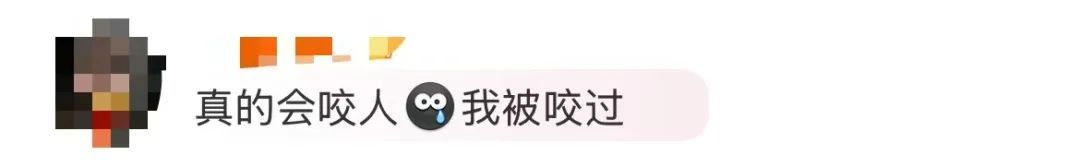 “蟑螂咬人”冲上热搜！广东网友急了