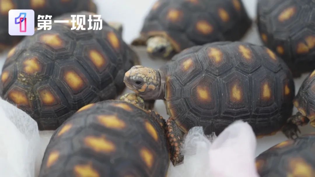 紧身裤藏30只活体陆龟!女子过关被查 紧身裤藏30只活体陆龟!女子过关被查