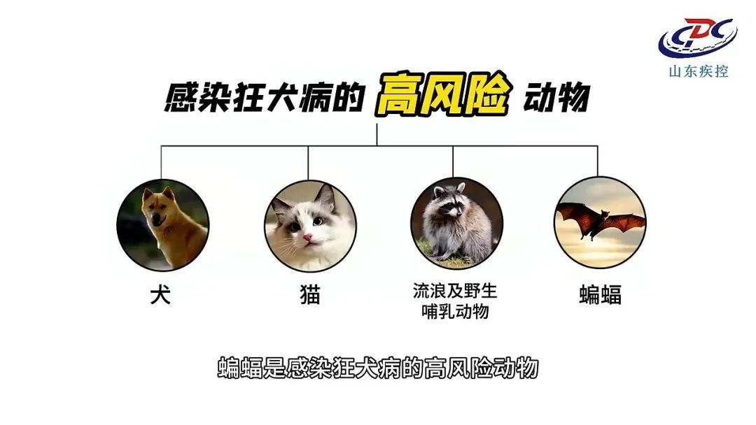 手臂肌腱被咬断！这种病例近期激增