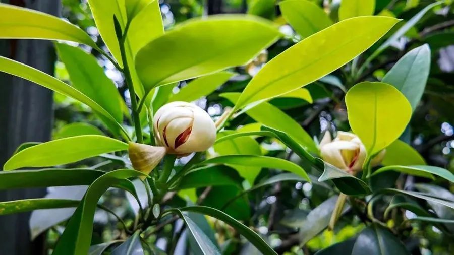 极度濒危!植物大熊猫,在峨眉山首次开花! 极度濒危!植物大熊猫,在峨眉山首次开花!