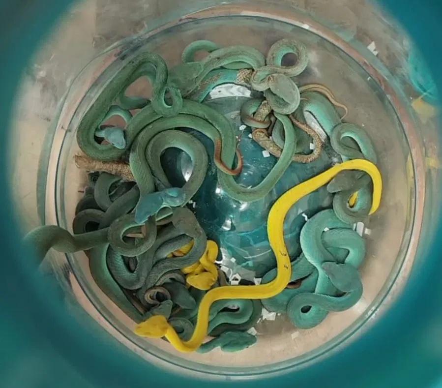 现实版《航班蛇患》，印度男子在孟买机场被捕，行李内藏47条毒蛇