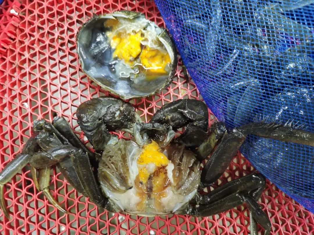 70多一斤,杭州人爱的这一口上市了!预计价格要降...... 70多一斤,杭州人爱的这一口上市了!预计价格要降......