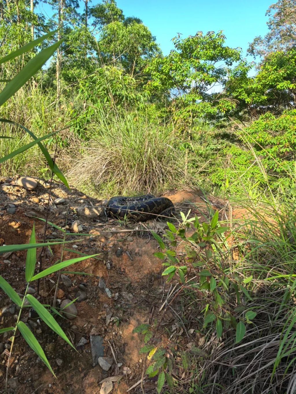 广东梅州一村民鸡舍惊现50斤蟒蛇,民警带至山林放生 广东梅州一村民鸡舍惊现50斤蟒蛇,民警带至山林放生