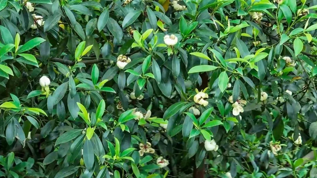 极度濒危!植物大熊猫,在峨眉山首次开花! 极度濒危!植物大熊猫,在峨眉山首次开花!