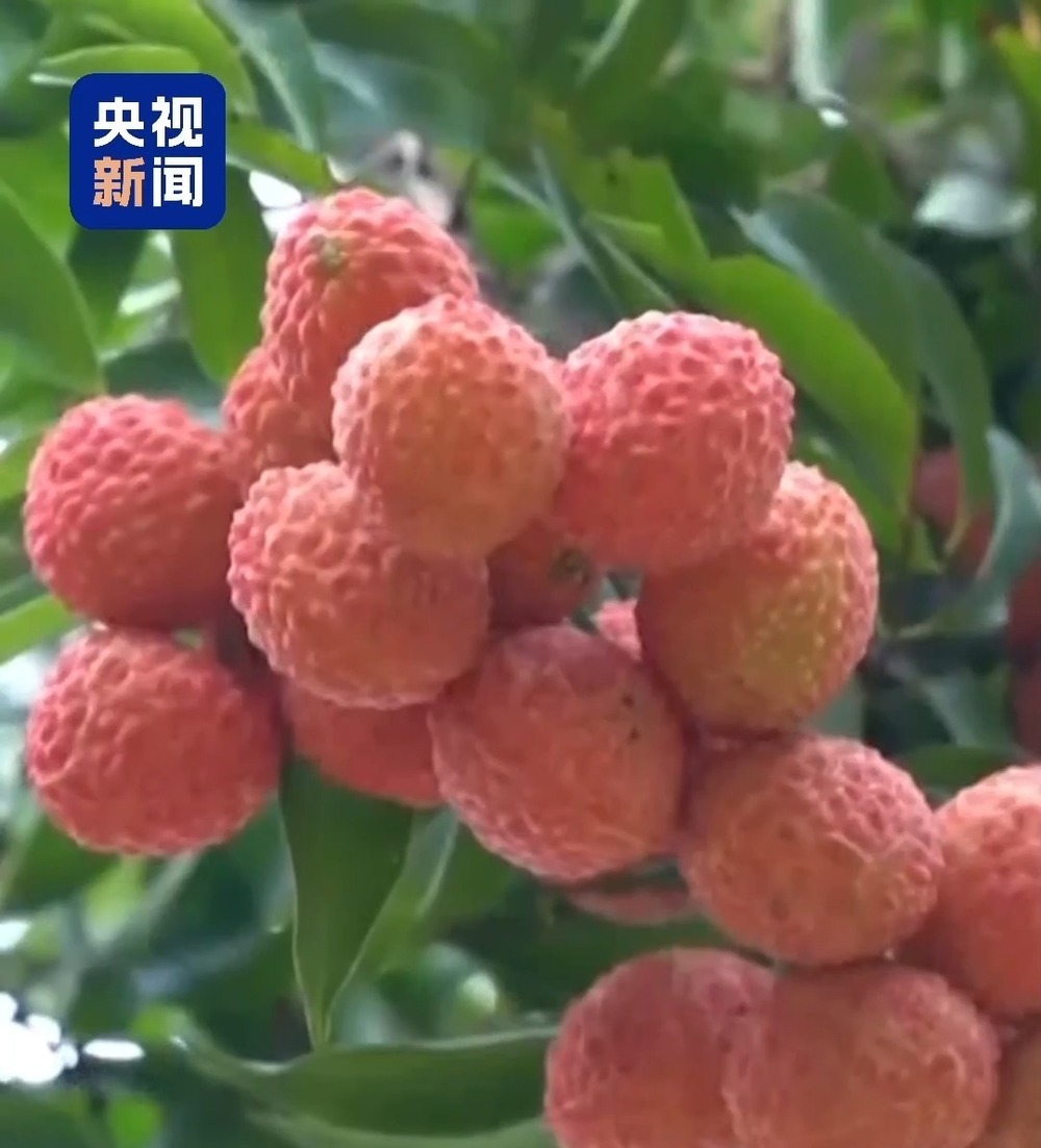 “粤”上新台阶丨水果千千万 广东人为何“独宠”荔枝? “粤”上新台阶丨水果千千万 广东人为何“独宠”荔枝?