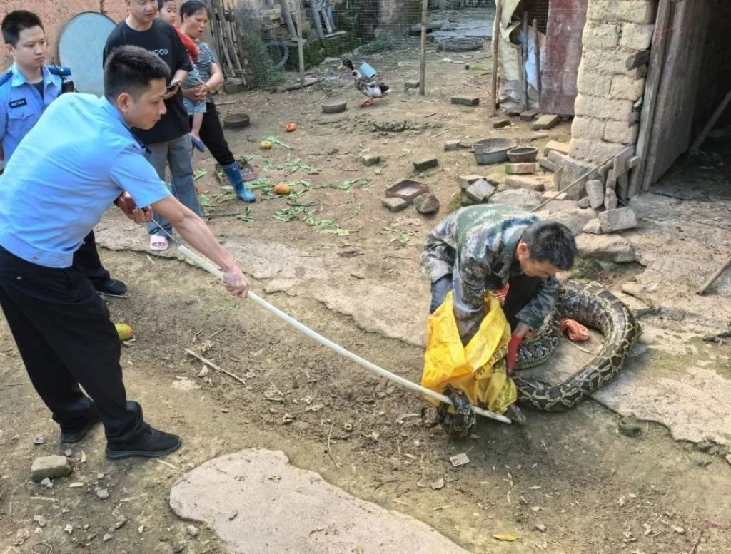 广东梅州一村民鸡舍惊现50斤蟒蛇,民警带至山林放生 广东梅州一村民鸡舍惊现50斤蟒蛇,民警带至山林放生