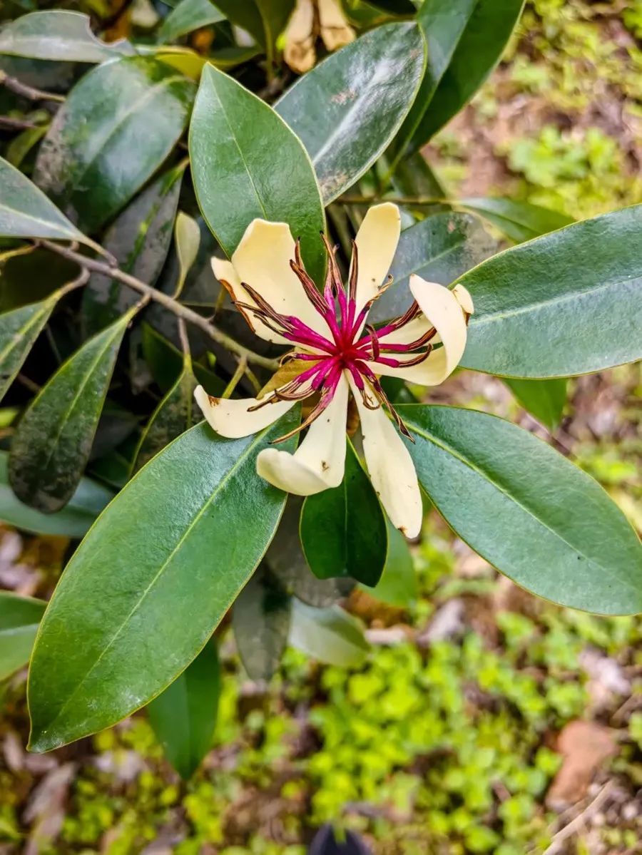 极度濒危!植物大熊猫,在峨眉山首次开花! 极度濒危!植物大熊猫,在峨眉山首次开花!