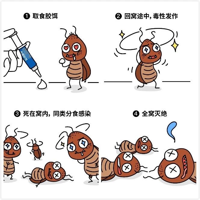 广东网友:“蟑螂会咬人”,疾控专家提醒→ 广东网友:“蟑螂会咬人”,疾控专家提醒→