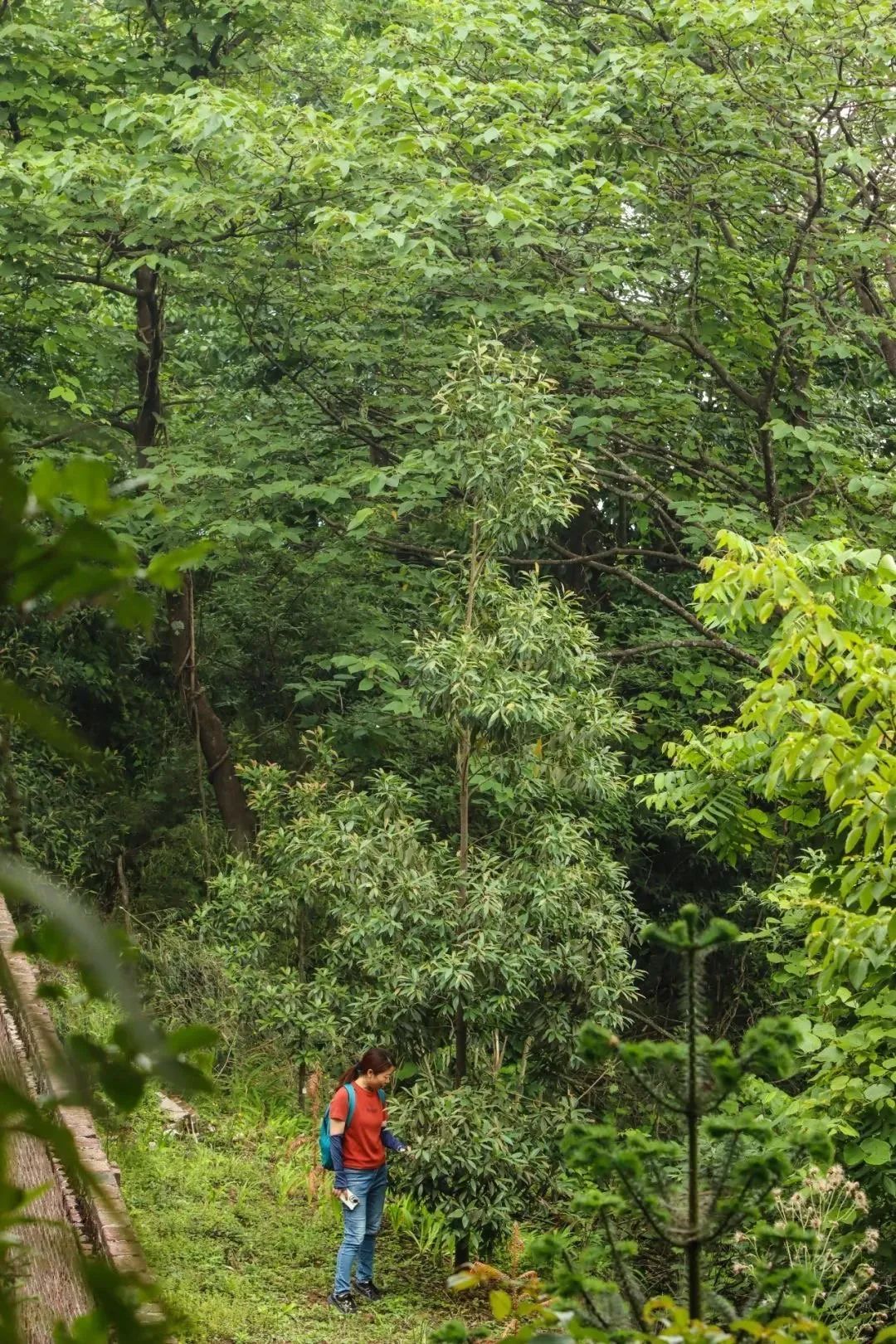 极度濒危!植物大熊猫,在峨眉山首次开花! 极度濒危!植物大熊猫,在峨眉山首次开花!