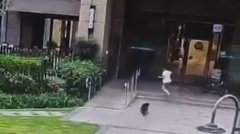 福建一女子手背肌腱被咬断!猫犬伤人近期激增,一旦发病致死率几乎100% 福建一女子手背肌腱被咬断!猫犬伤人近期激增,一旦发病致死率几乎100%