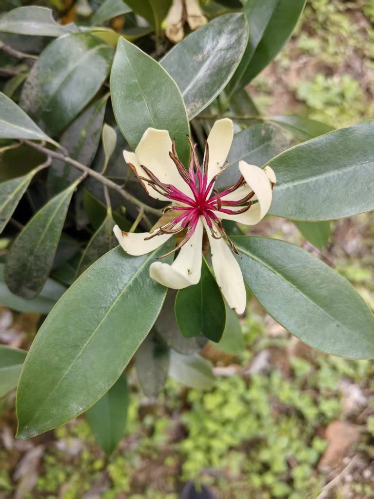 “植物大熊猫”峨眉拟单性木兰在野外回归点首次开花 “植物大熊猫”峨眉拟单性木兰在野外回归点首次开花