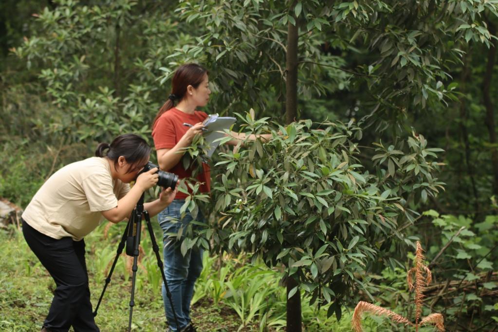 “植物大熊猫”峨眉拟单性木兰在野外回归点首次开花 “植物大熊猫”峨眉拟单性木兰在野外回归点首次开花