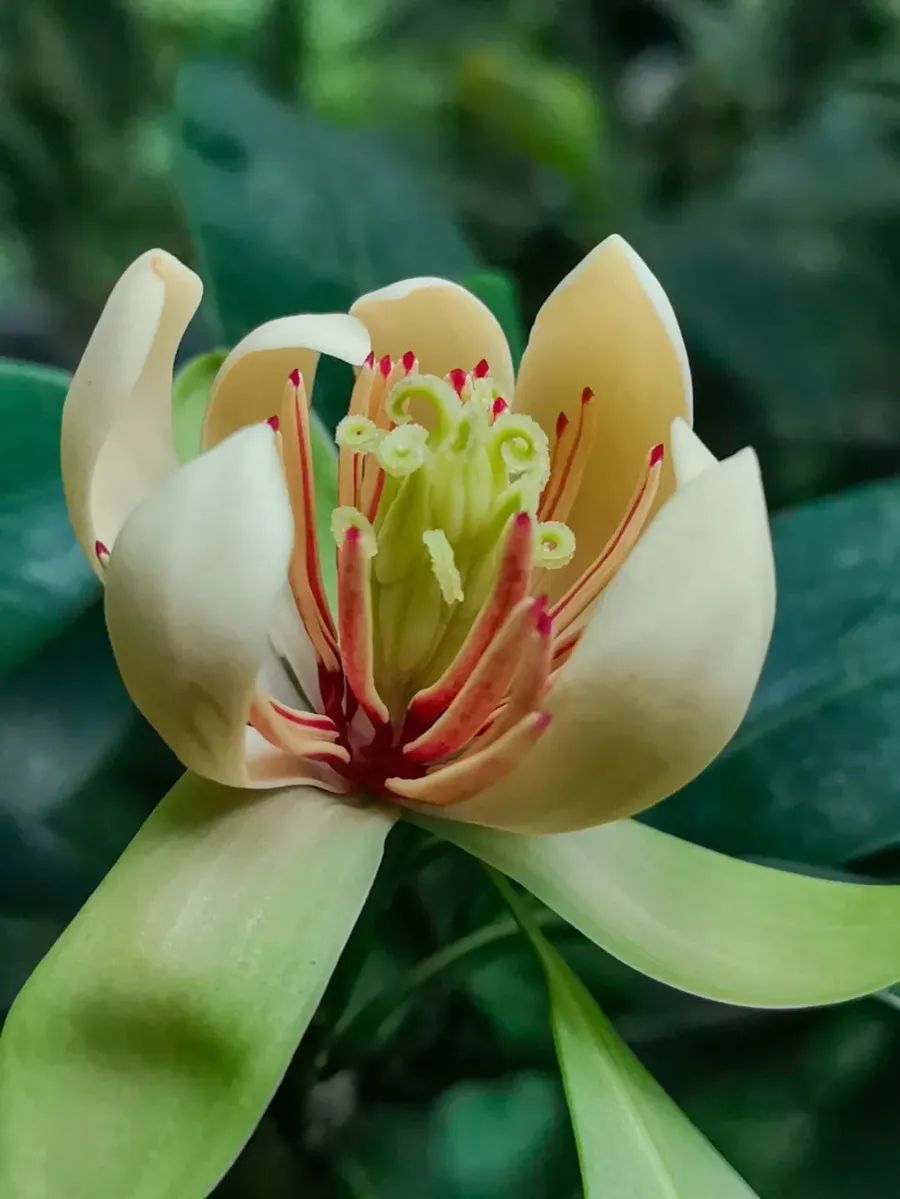 极度濒危!植物大熊猫,在峨眉山首次开花! 极度濒危!植物大熊猫,在峨眉山首次开花!