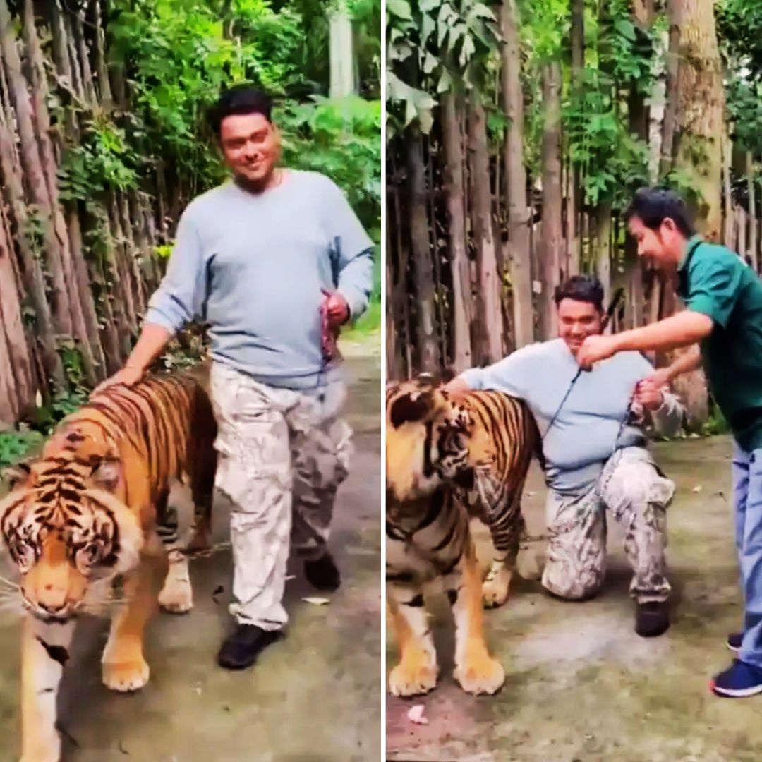 现实版“老虎的屁股摸不得” 印度游客在泰国景区摸老虎屁股自拍时遭袭击 现实版“老虎的屁股摸不得” 印度游客在泰国景区摸老虎屁股自拍时遭袭击