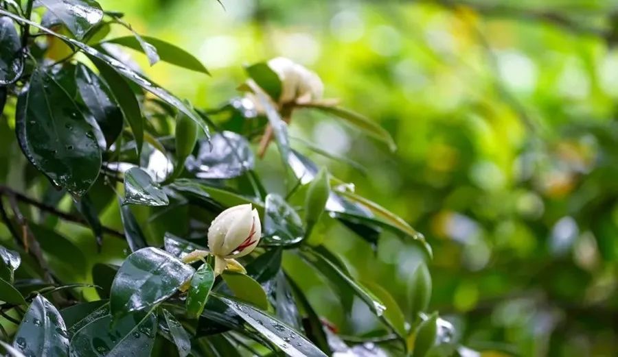 极度濒危!植物大熊猫,在峨眉山首次开花! 极度濒危!植物大熊猫,在峨眉山首次开花!