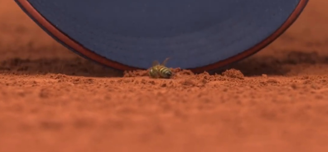 郑钦文赢了!首次打入法网8强,入账359万元奖金,430积分 郑钦文赢了!首次打入法网8强,入账359万元奖金,430积分