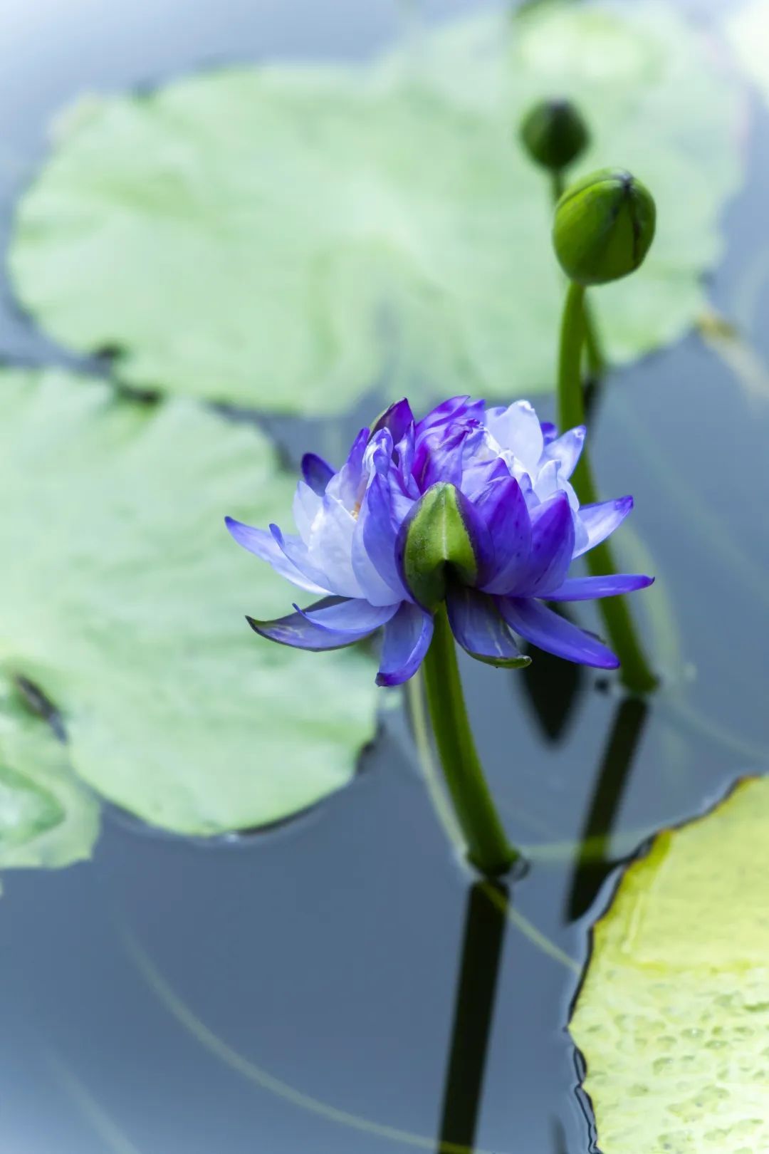 好运“莲莲”!端午节广州一景区发现7个莲花奇观 好运“莲莲”!端午节广州一景区发现7个莲花奇观