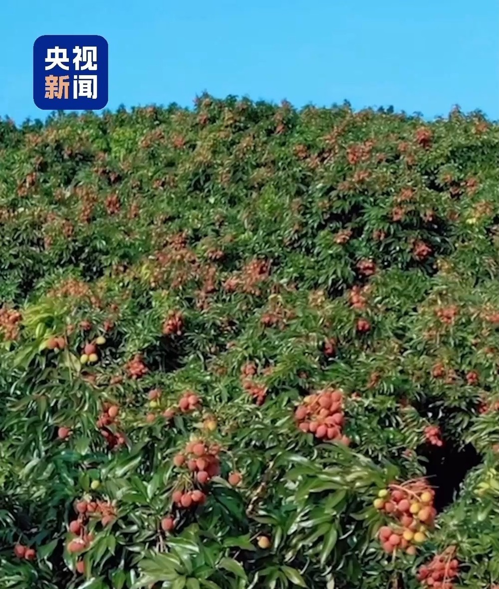 “粤”上新台阶丨水果千千万 广东人为何“独宠”荔枝? “粤”上新台阶丨水果千千万 广东人为何“独宠”荔枝?