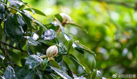 极度濒危!植物大熊猫在峨眉山首次开花 极度濒危!植物大熊猫在峨眉山首次开花