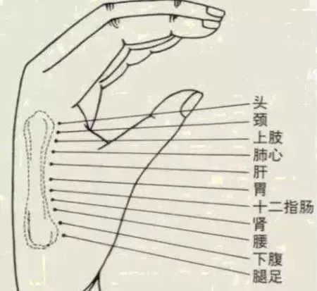 这根骨头上没有赘肉，说明你很健康！