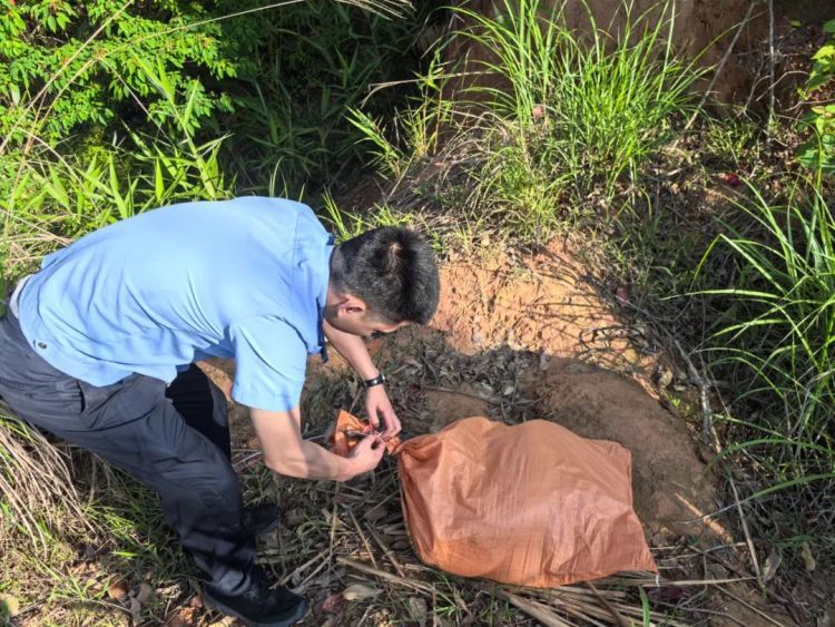 广东梅州一村民鸡舍惊现50斤重蟒蛇,民警成功“收服” 广东梅州一村民鸡舍惊现50斤重蟒蛇,民警成功“收服”