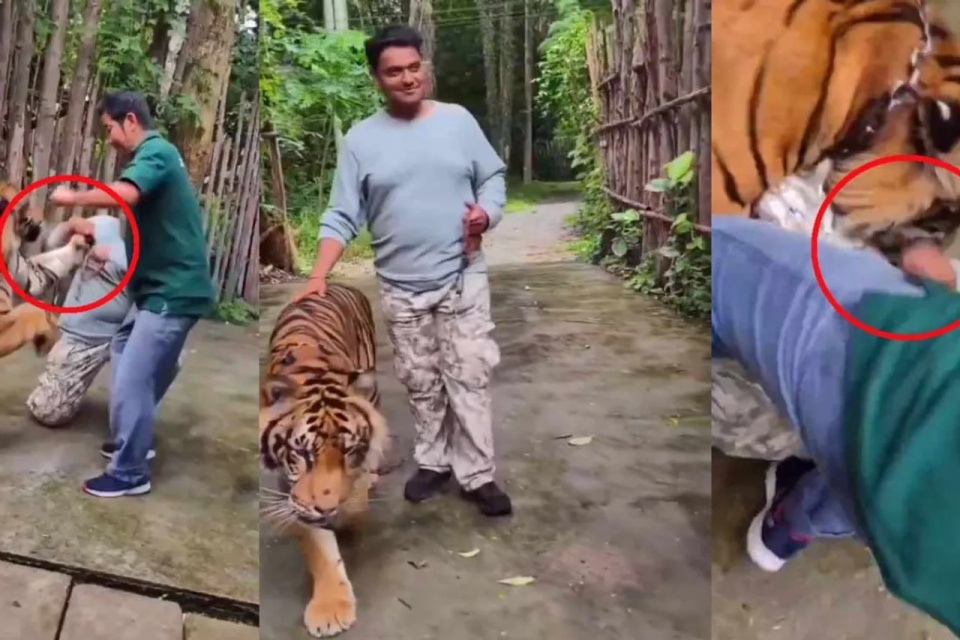 印度游客摸老虎自拍遭袭击，攻击原因：摸到老虎屁股附近