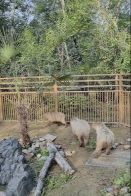 卡皮巴拉“豆包”回家了!不但没瘦,还胖了…… 卡皮巴拉“豆包”回家了!不但没瘦,还胖了……