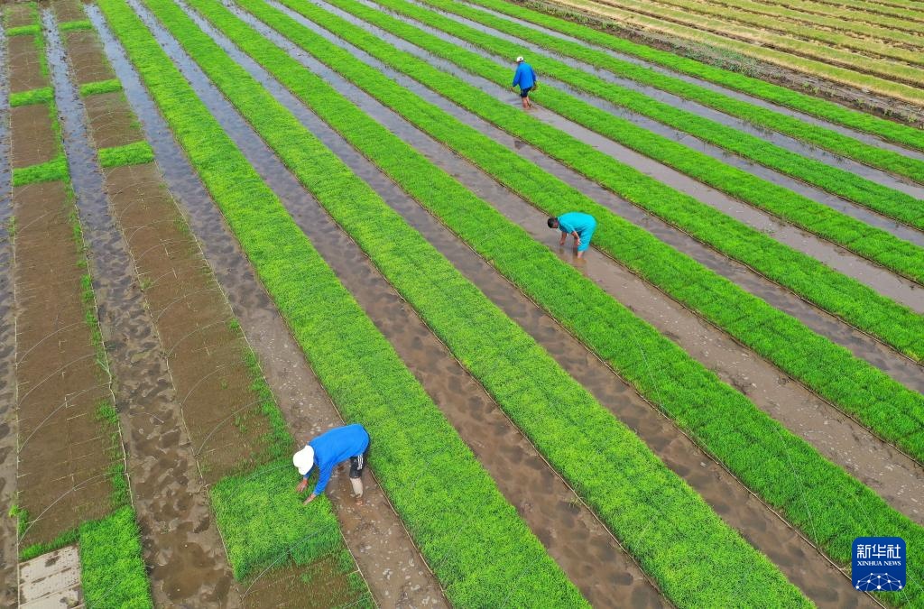 初夏时节插秧忙 初夏时节插秧忙