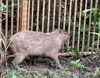 “越狱”的“豆包”抓到了！胖了一斤多