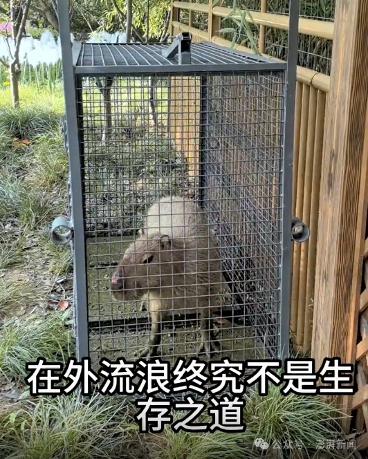 出逃2个月，卡皮巴拉凌晨回家，还胖了一斤多