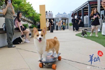 广州阿姨立遗嘱留十几万给爱犬 广州阿姨立遗嘱留十几万给爱犬