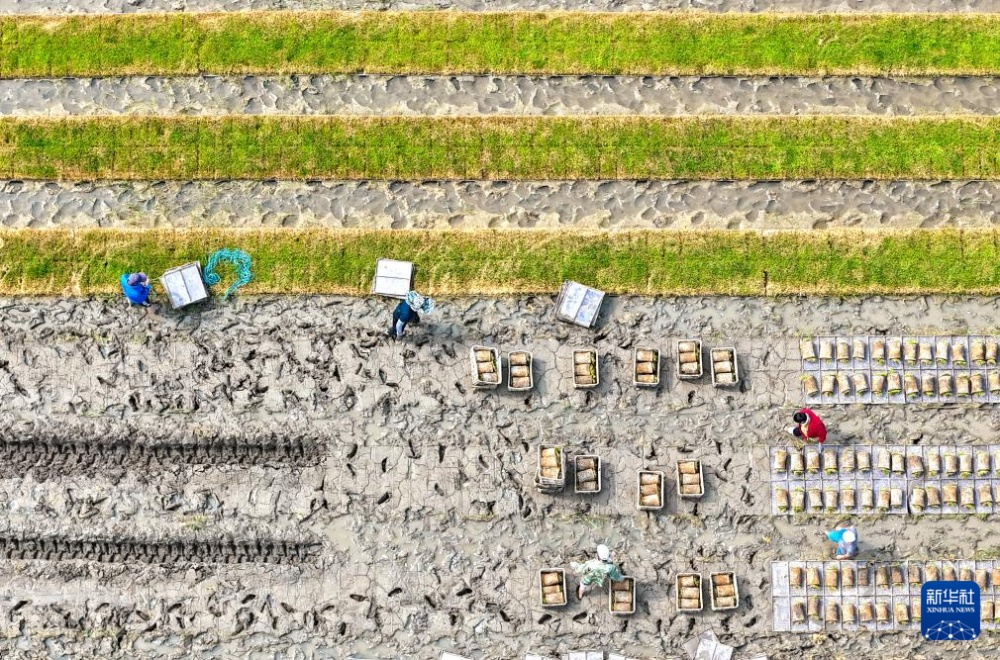 初夏时节插秧忙 初夏时节插秧忙