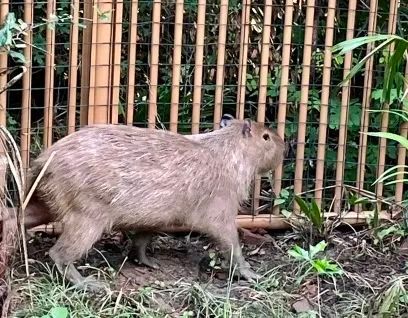 扬州茱萸湾动物园出逃卡皮巴拉“豆包”回家：两个月胖了1斤