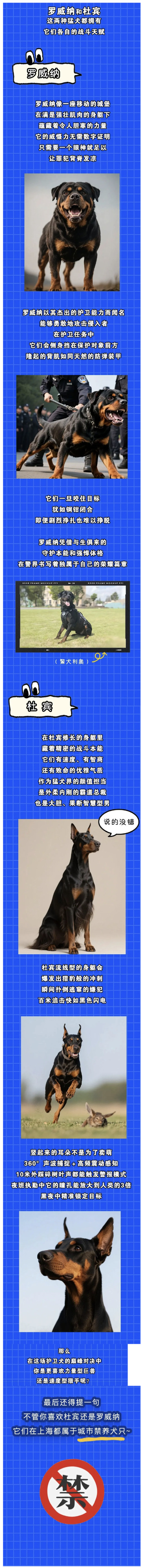 警犬大不同!一起来看护卫犬的硬核实力→ 警犬大不同!一起来看护卫犬的硬核实力→
