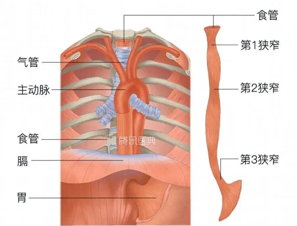 已接诊多例!警惕粽子里的“隐形刺客”,老年人特别要注意 已接诊多例!警惕粽子里的“隐形刺客”,老年人特别要注意