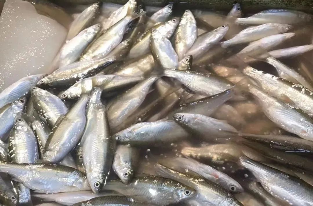 35元一斤!浙江一地特有的美味上市了,去晚了根本买不到 35元一斤!浙江一地特有的美味上市了,去晚了根本买不到