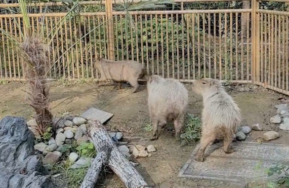 离家出走的“豆包”,终于回来了…… 离家出走的“豆包”,终于回来了……